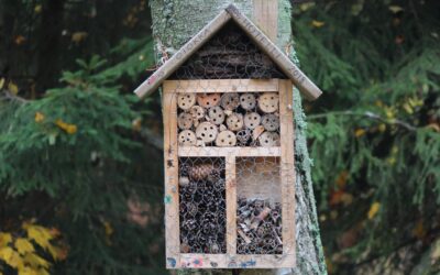 Maak van je tuin een luxe resort voor insecten: alles over insectenhotels